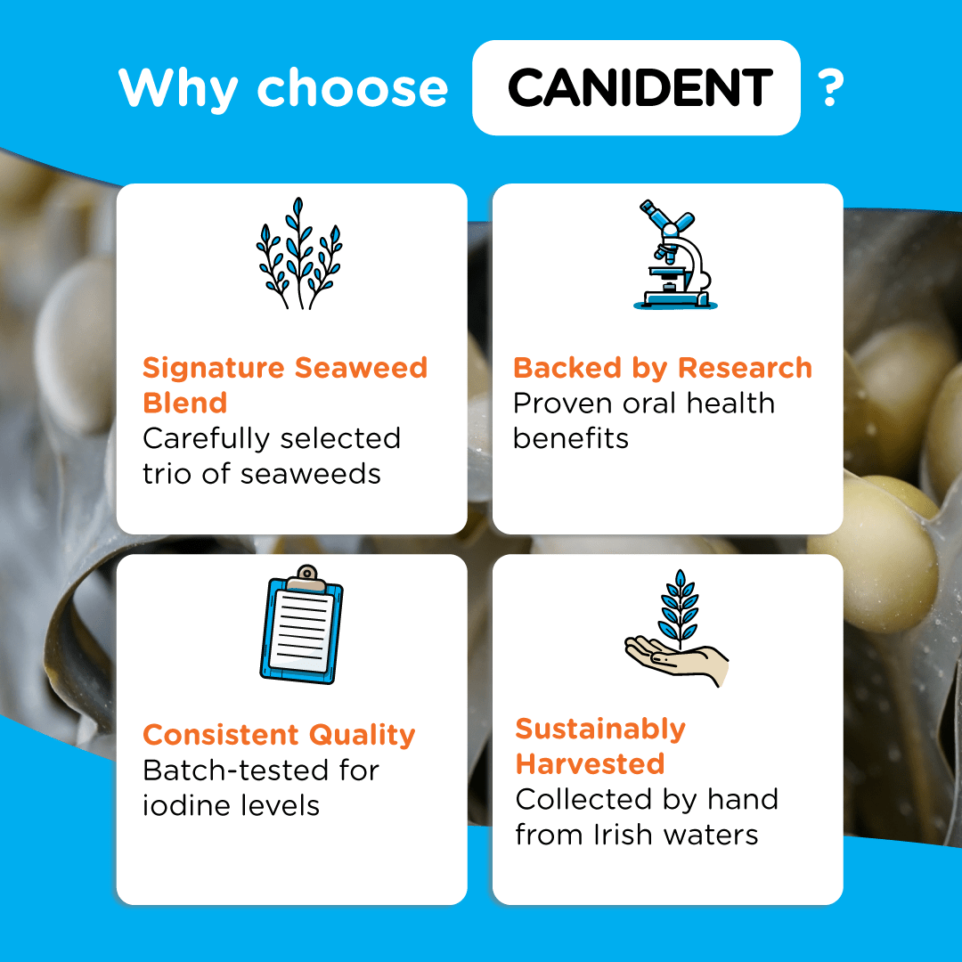 Infographic explaining why to choose Canident — signature seaweed blend, research-backed, batch-tested quality, and sustainable Irish harvest.