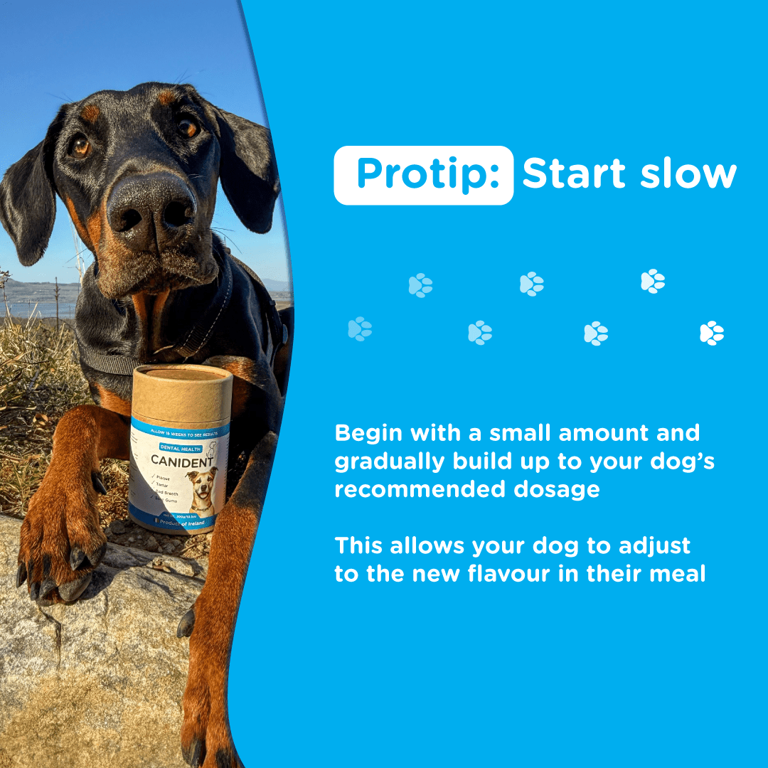 Lifestyle image of a dog outdoors with Canident tub, captioned “Protip: Start Slow,” encouraging gradual dosage introduction.