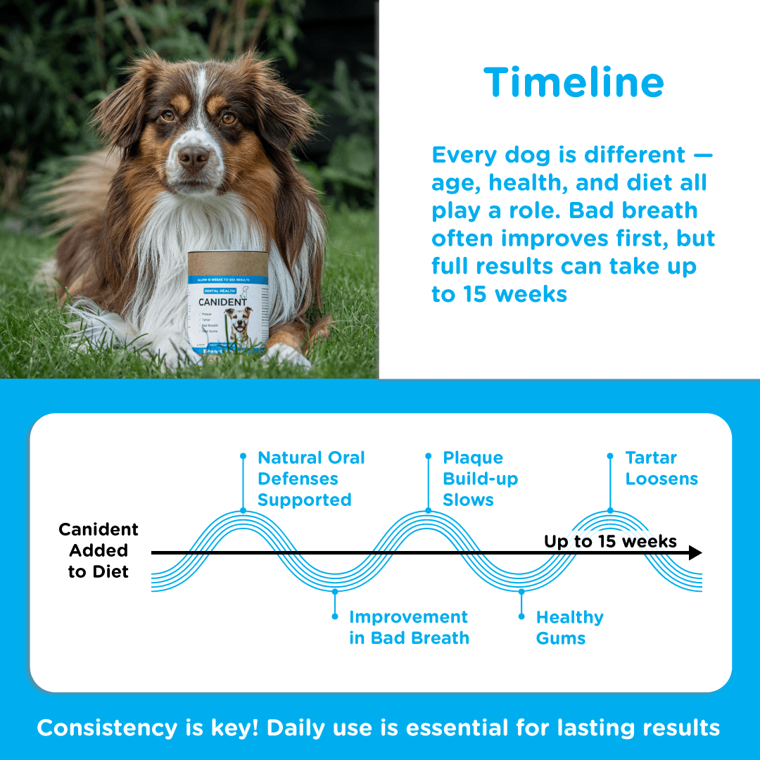 Visual timeline showing Canident results over 15 weeks, from improved breath to reduced plaque and healthy gums.