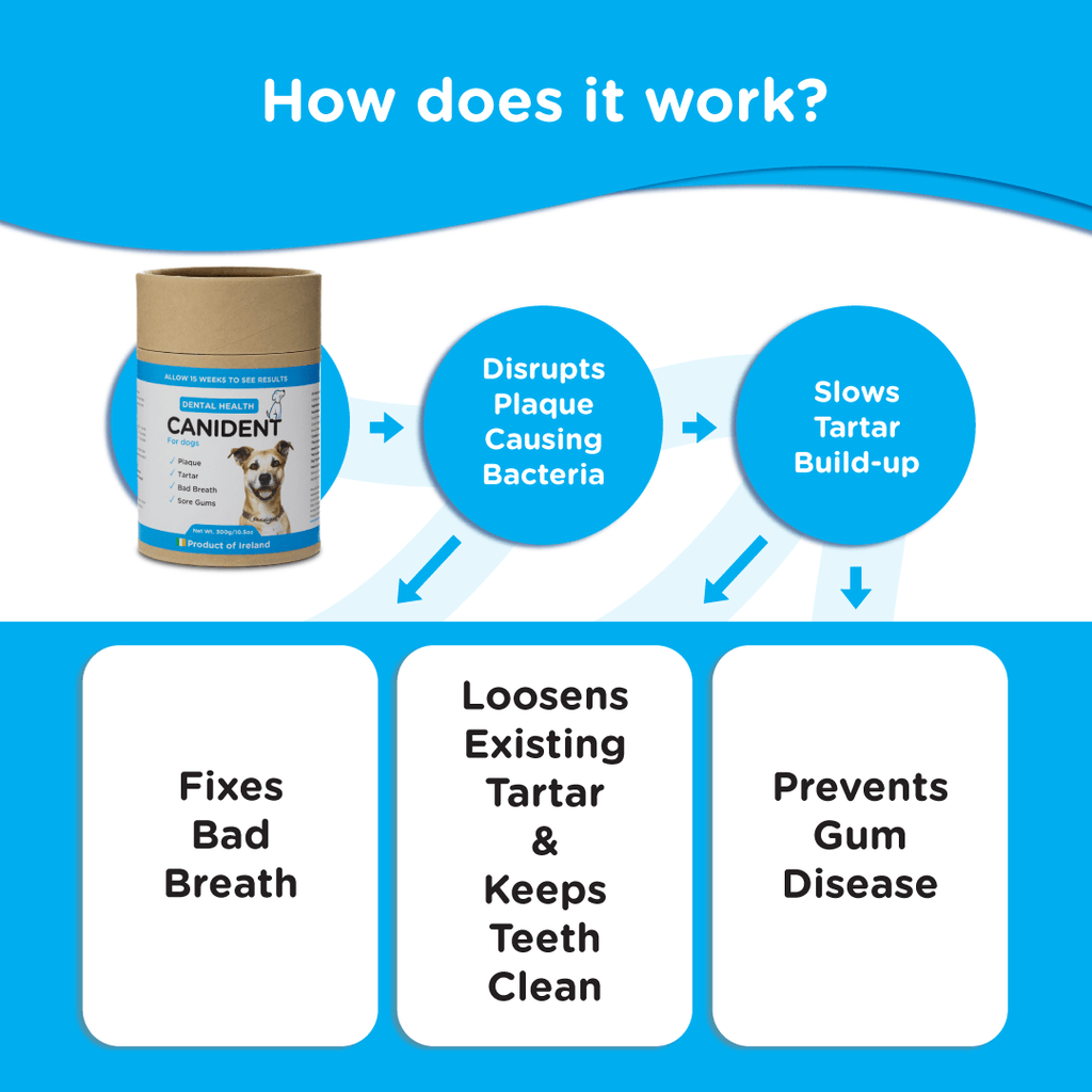 Diagram explaining how Canident works — disrupts plaque bacteria, slows tartar build-up, and prevents gum disease.