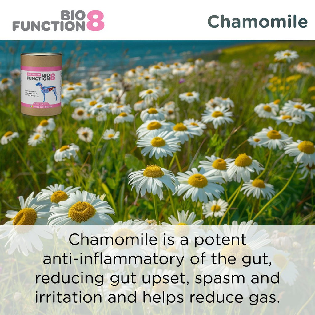 Dog Prebiotic Supplement product image 18