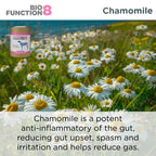 Dog Prebiotic Supplement product image 18