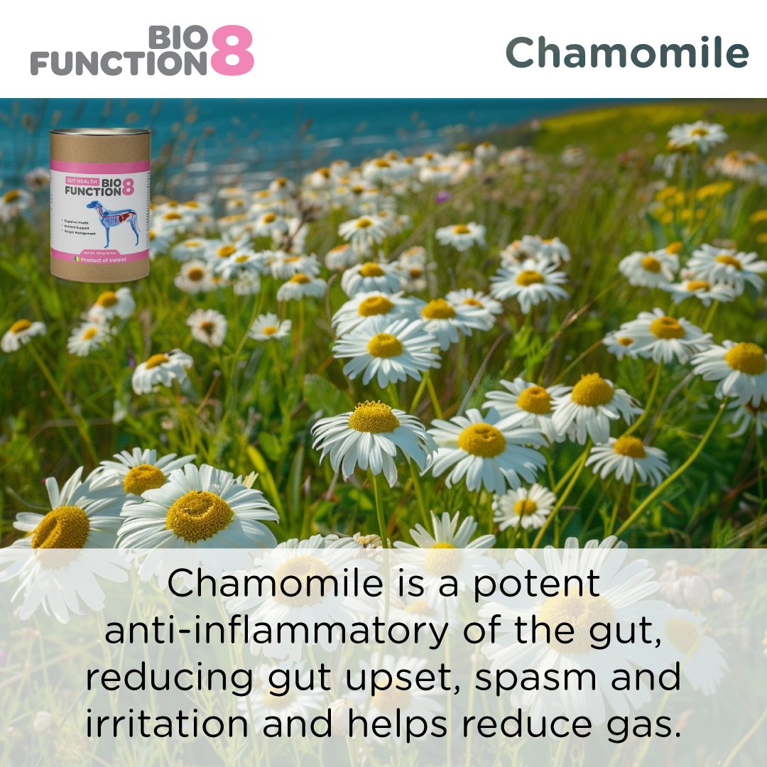 Dog Prebiotic Supplement product image 18