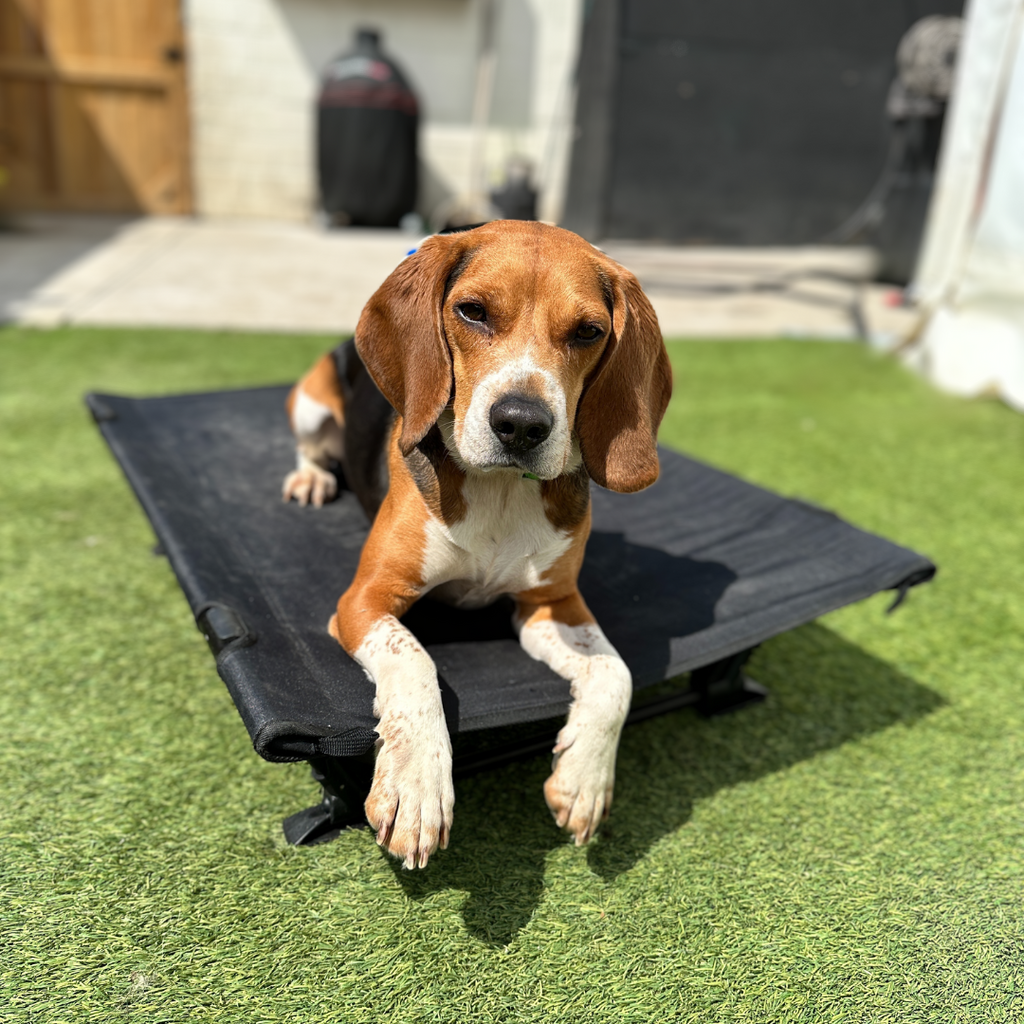 Portable Dog Cot product image 6