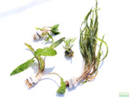 Cryptocoryne Aquarium Plant Pack product image 27