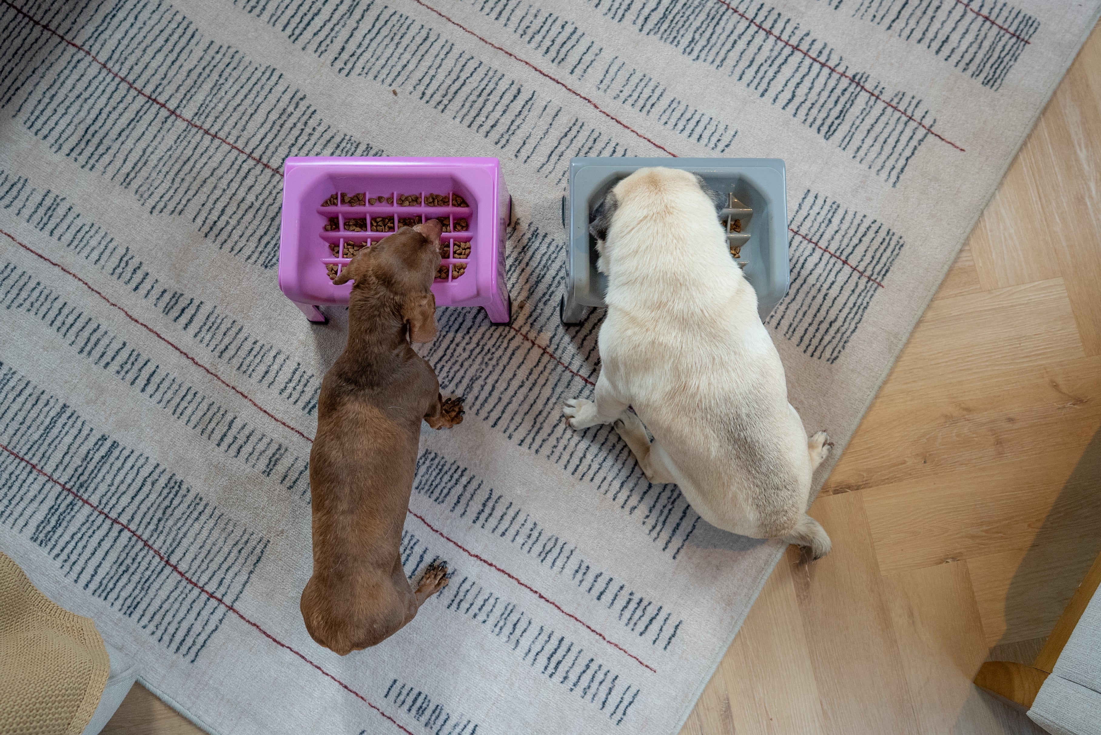 Elevated Pet Slow Feeder Bowl Set product image 5