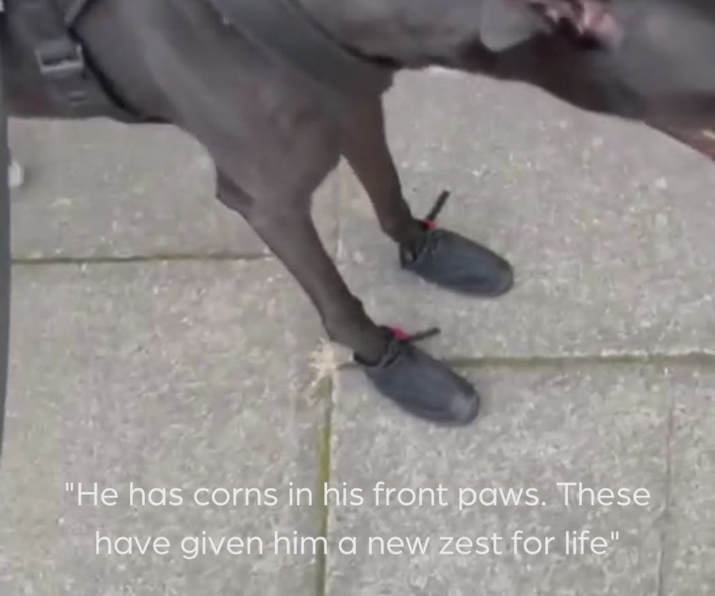 Greyhound and Whippet Dog Boots product image 53