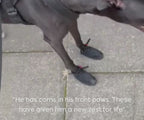 Greyhound and Whippet Dog Boots product image 53