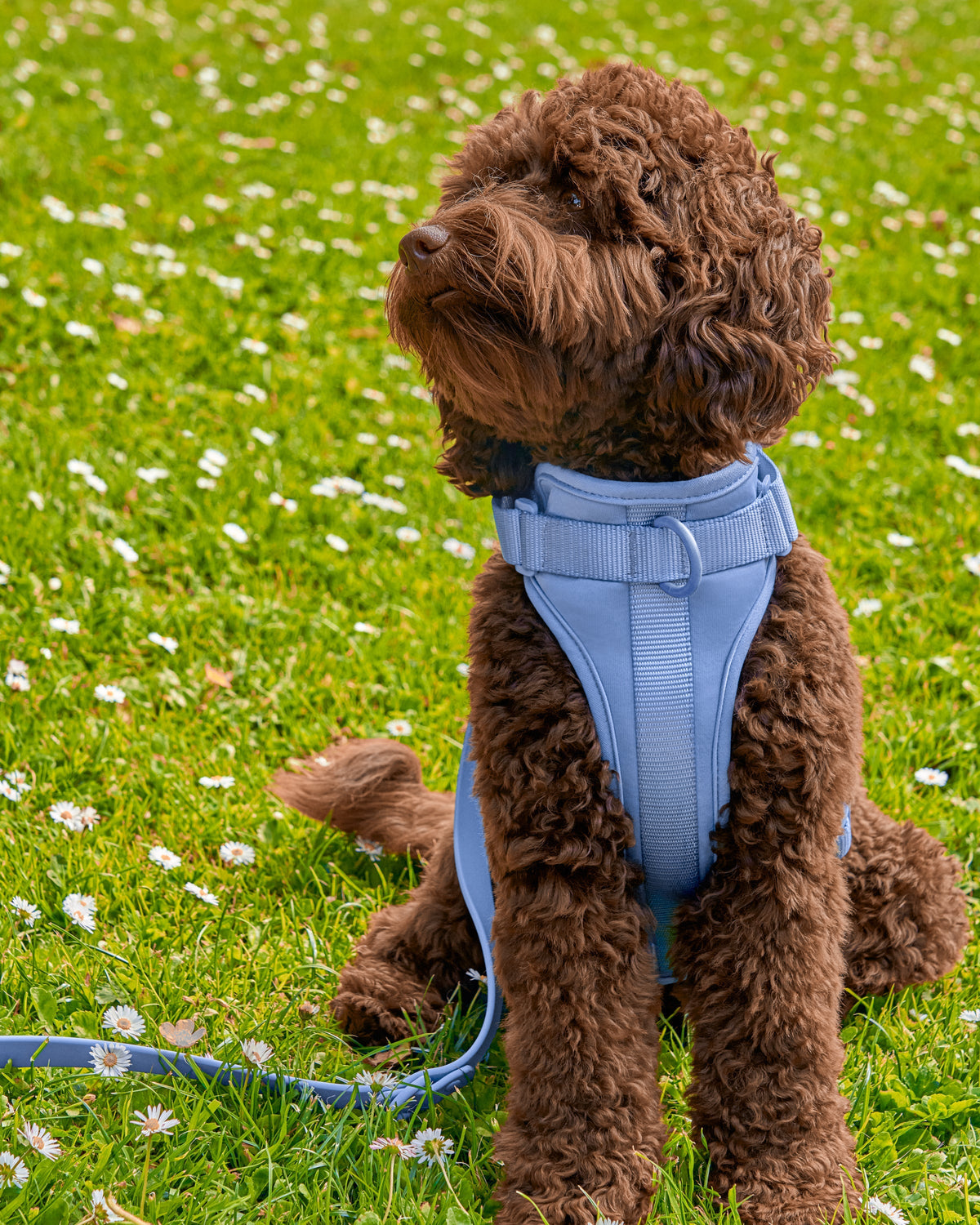 Cushioned No-Pull Dog Harness product image 35
