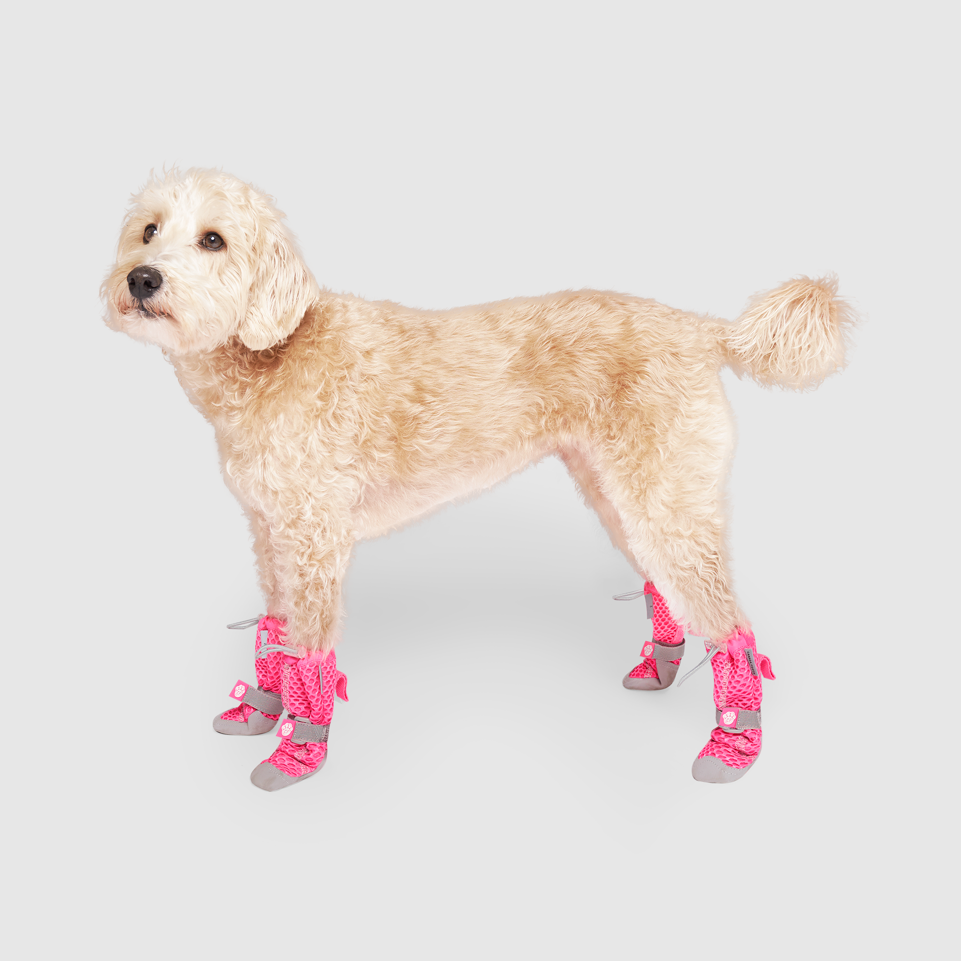 Hot Pavement Dog Boots product image 11