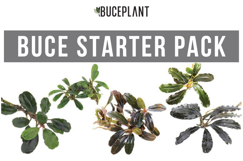 Live Bucephalandra Starter Pack, Plant Package
