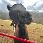 Wraparound Horse Fly Mask product image 7