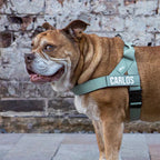 Adjustable Grab-Handle Dog Harness product image 67