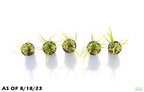 Live Dwarf Sagittaria Aquarium Plant product image 2