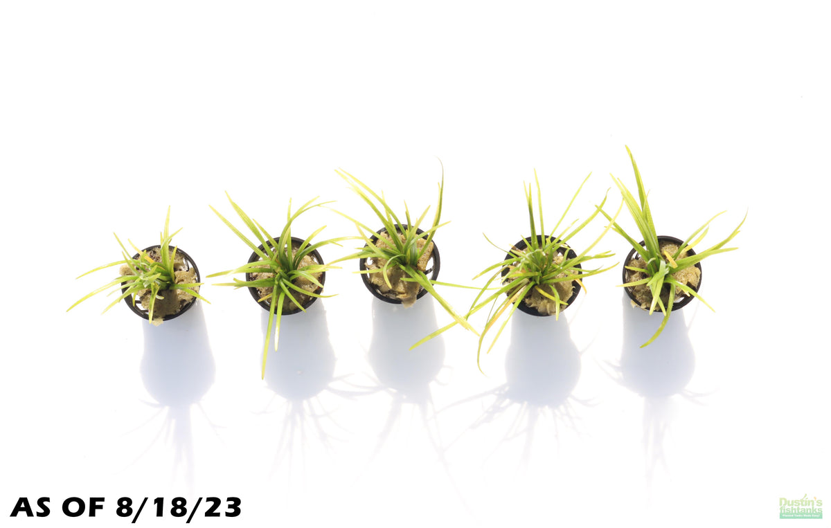 Live Dwarf Sagittaria Aquarium Plant product image 2