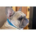 Rolled Italian Leather Dog Collar product image 11