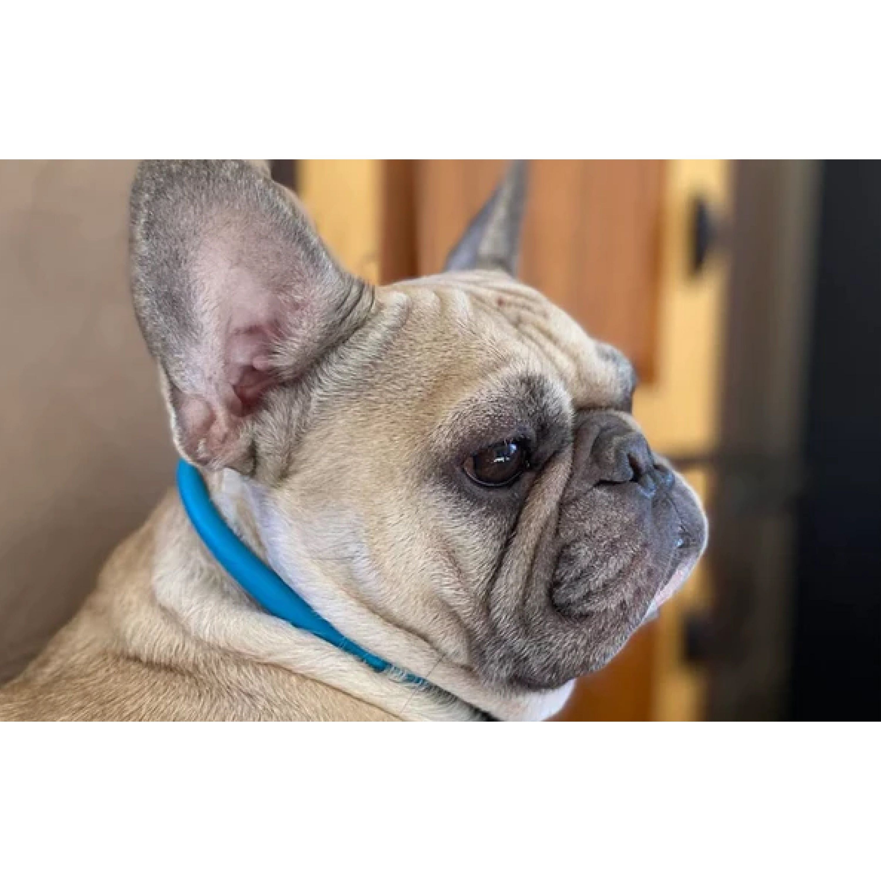 Rolled Italian Leather Dog Collar product image 11