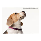 Rolled Italian Leather Dog Collar product image 12