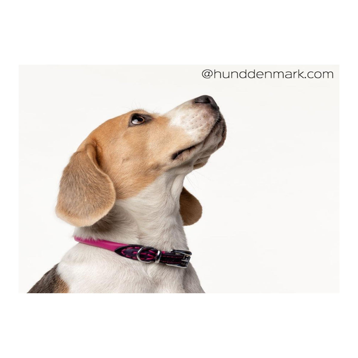 Rolled Italian Leather Dog Collar product image 12