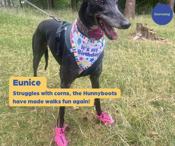 Greyhound and Whippet Dog Boots product image 46