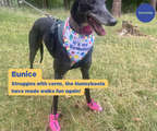 Greyhound and Whippet Dog Boots product image 46
