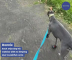 Greyhound and Whippet Dog Boots product image 52