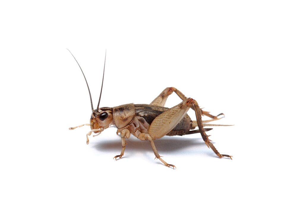 Live Banded Cricket Feeder Insects product image 7