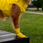 Waterproof Silicone Dog Rain Boots product image 14