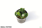 Live Anubias Nana Petite Aquarium Plant product image 7