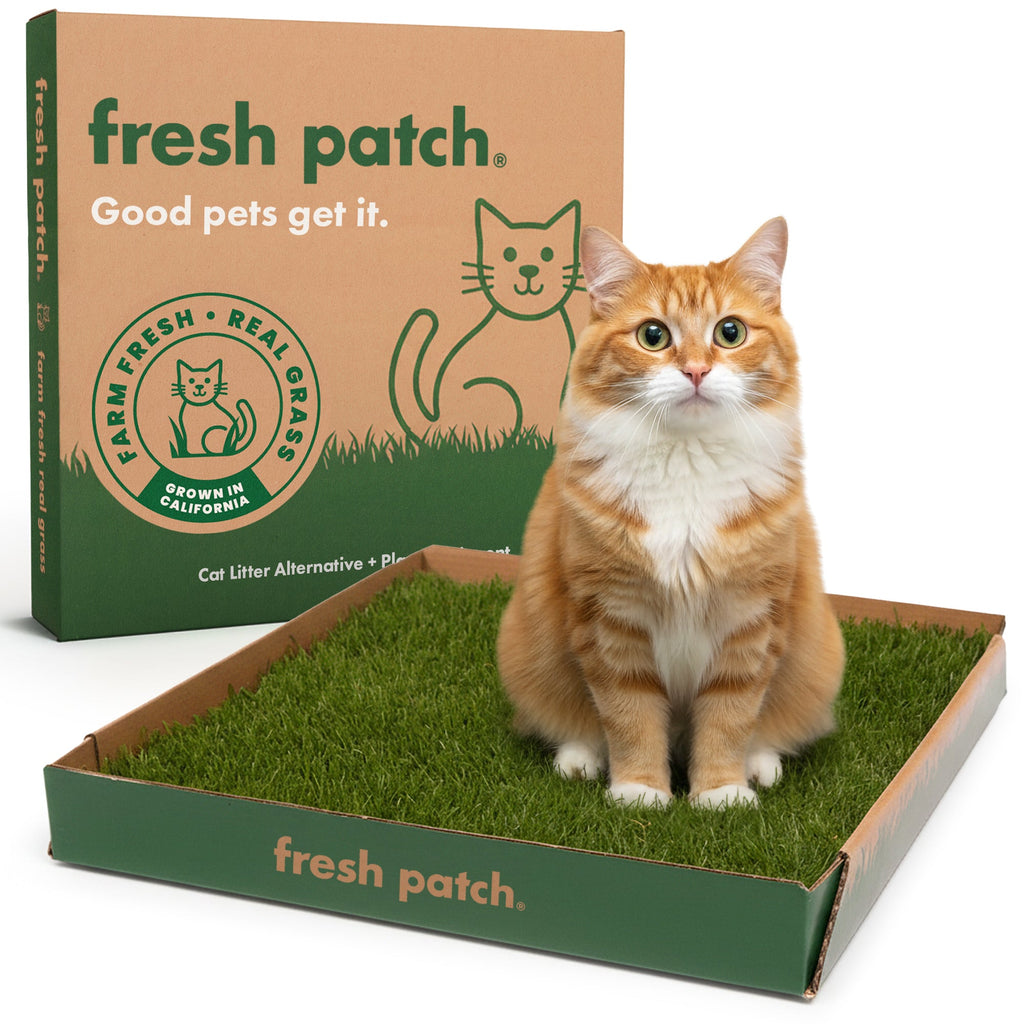 Cat Grass Pad product image 1