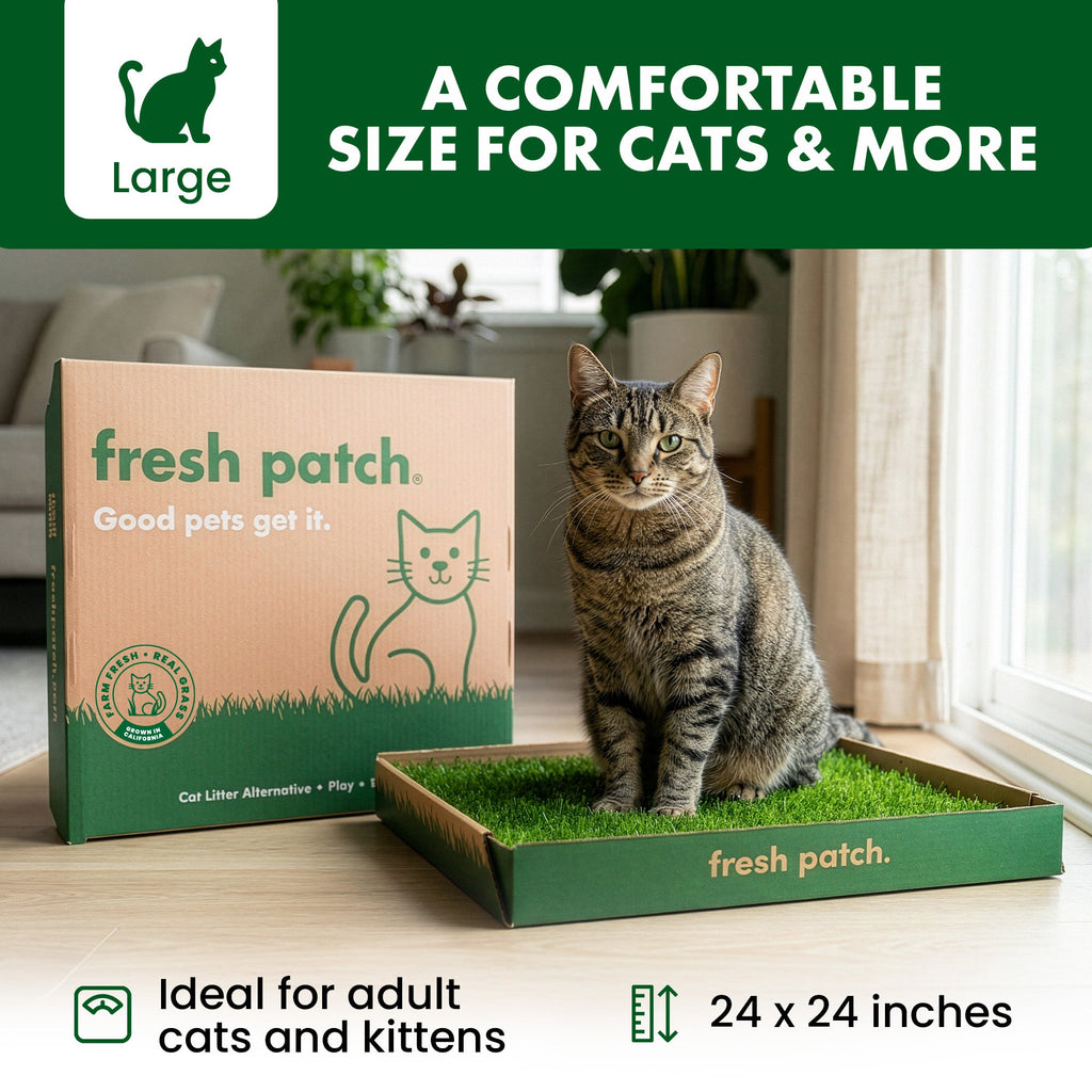 Cat Grass Pad product image 3
