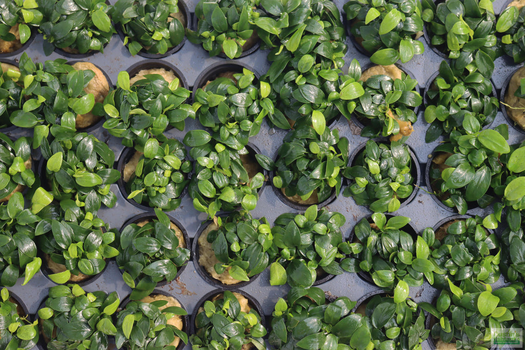 Live Anubias Nana Petite Aquarium Plant product image 38