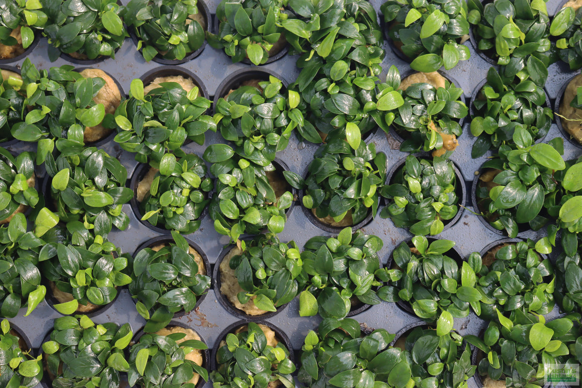 Live Anubias Nana Petite Aquarium Plant product image 38