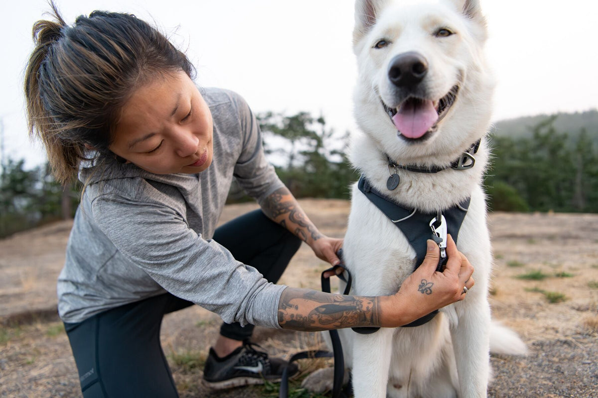 Dog Harness product image 14