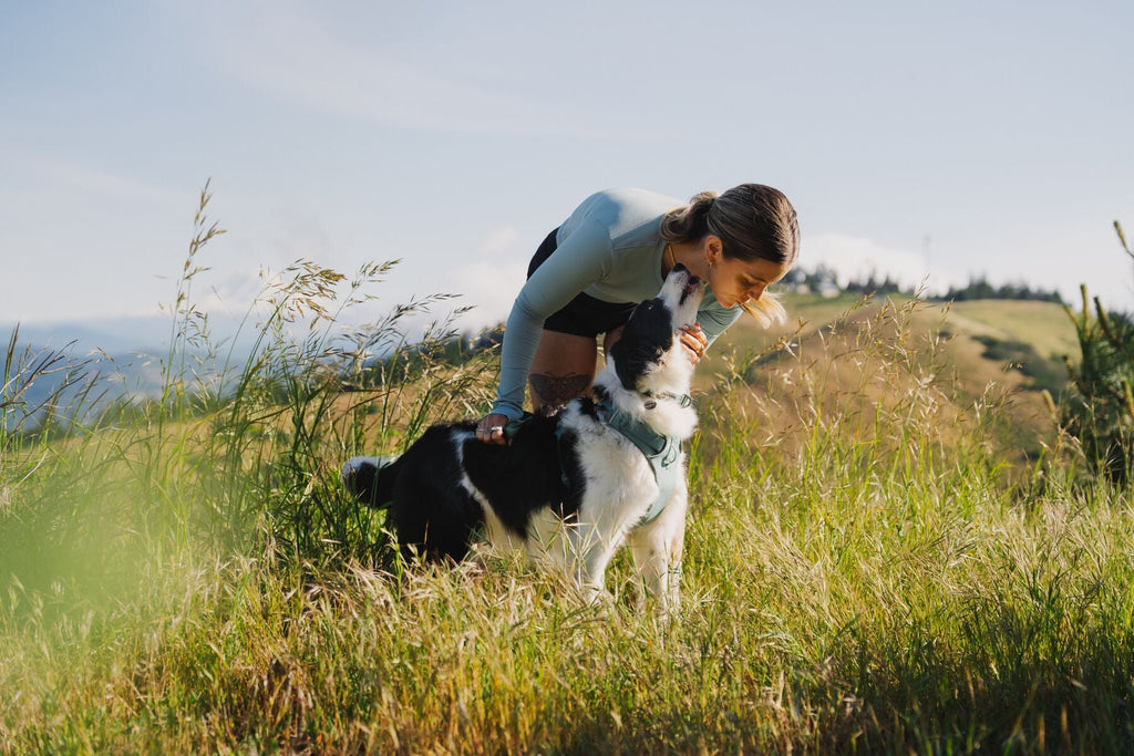 Dog Harness product image 16