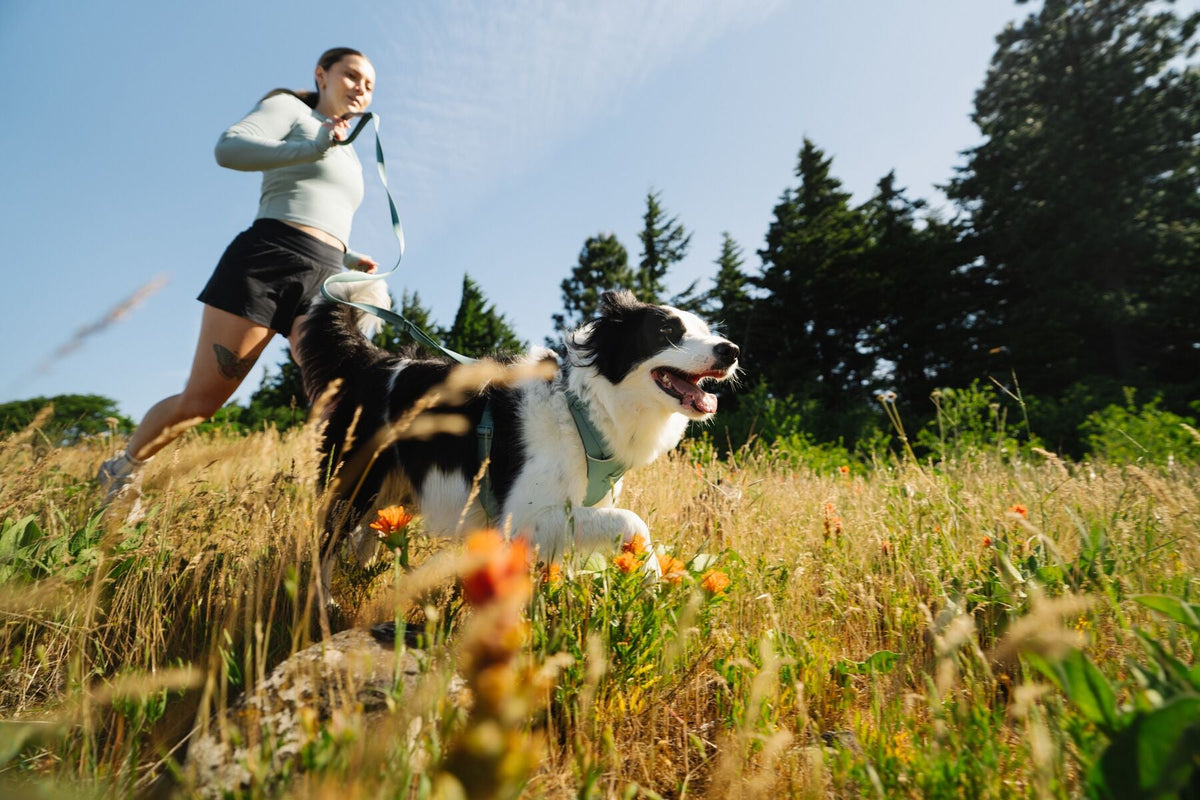 Dog Harness product image 18