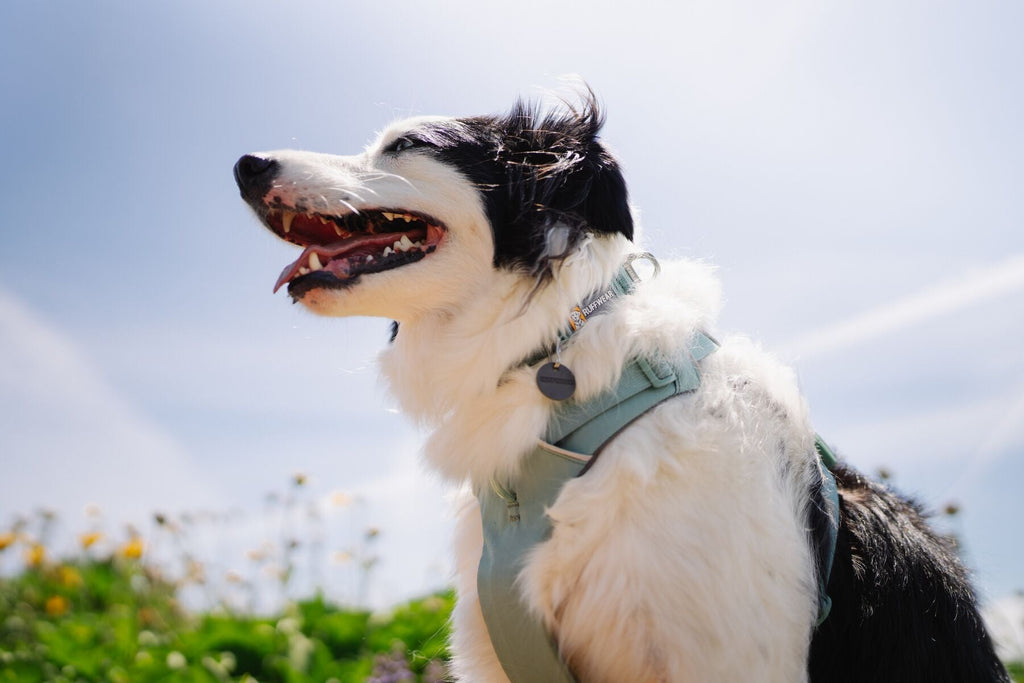 Dog Harness product image 19