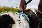 Dog Harness product image 20