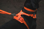 Dog Harness product image 21