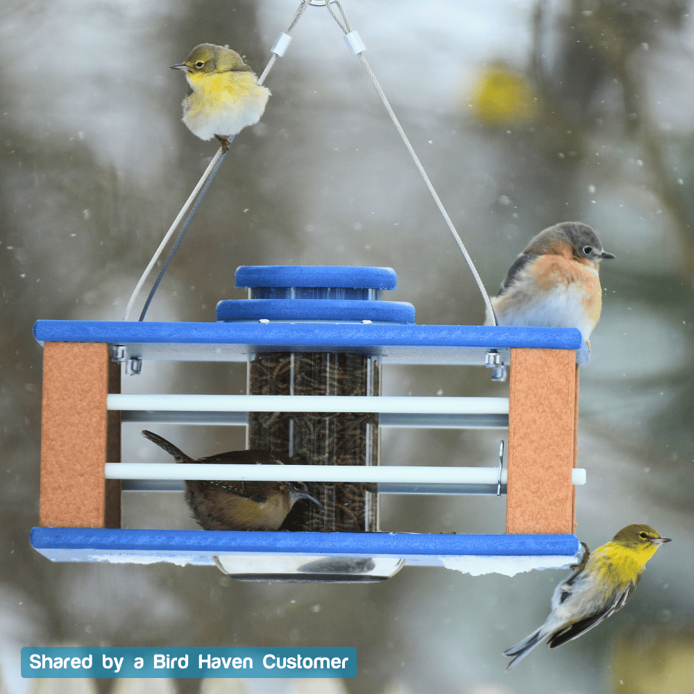 Eastern Bluebird Mealworm Feeder product image 11