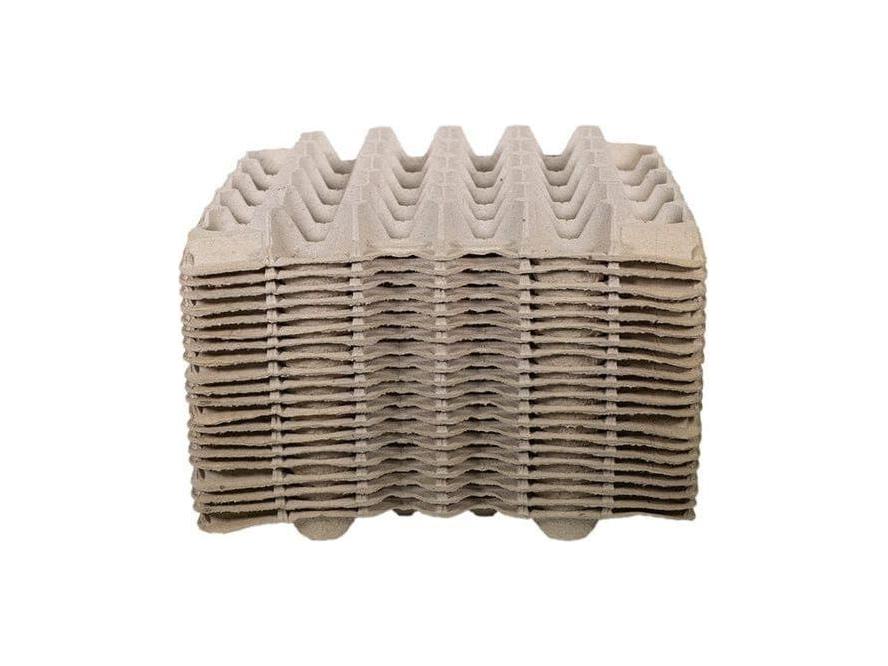 Insect Colony Egg Flat product image 1