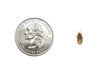 Extra Small 1/4" Dubia dubia roaches DubiaRoaches.com