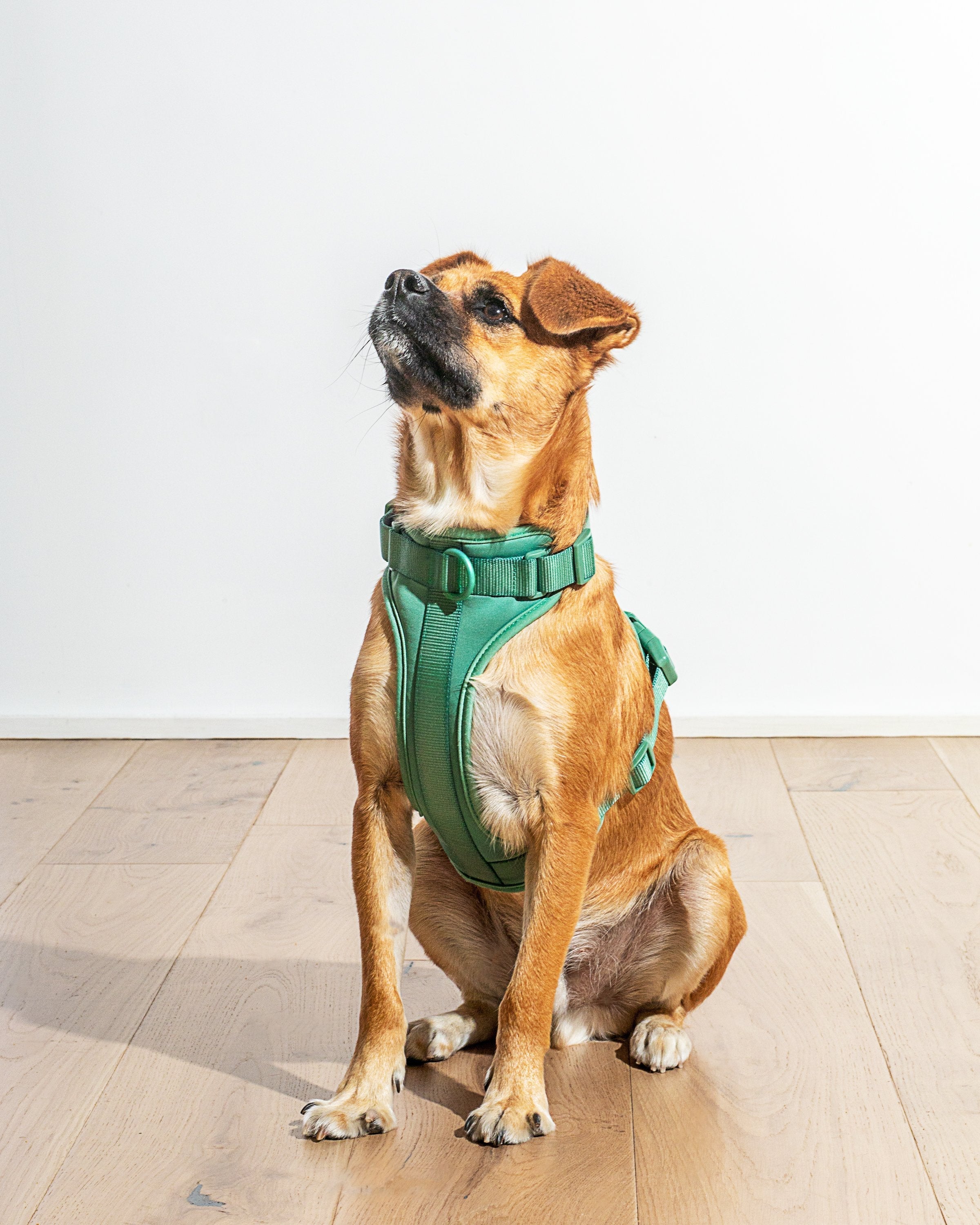 Cushioned No-Pull Dog Harness product image 16