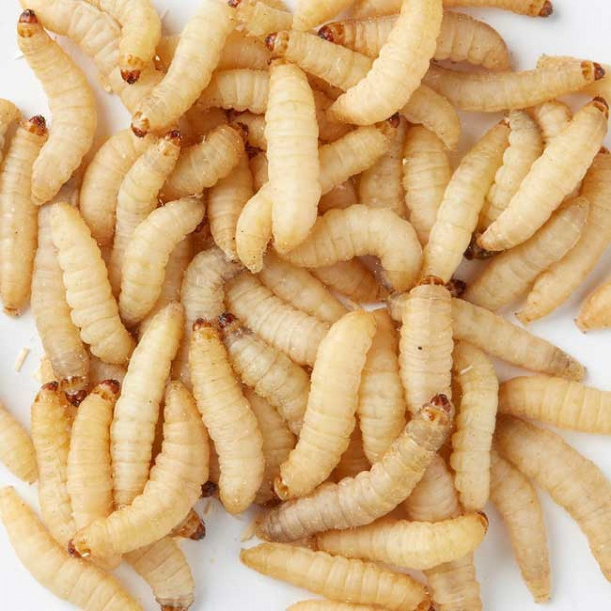 Waxworm Feeder Insect product image 1
