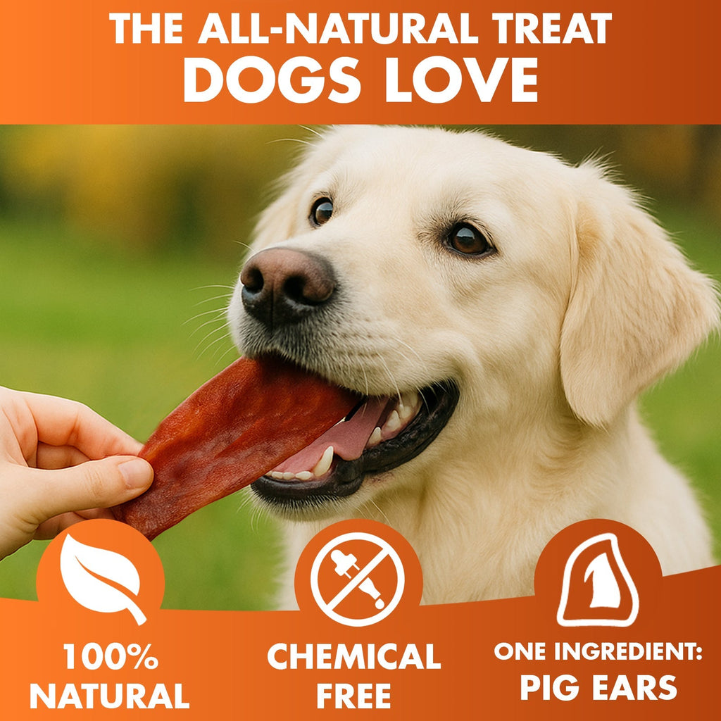 Happy dog enjoying all-natural pig ear treat, 100% chemical-free, single ingredient chew for dogs