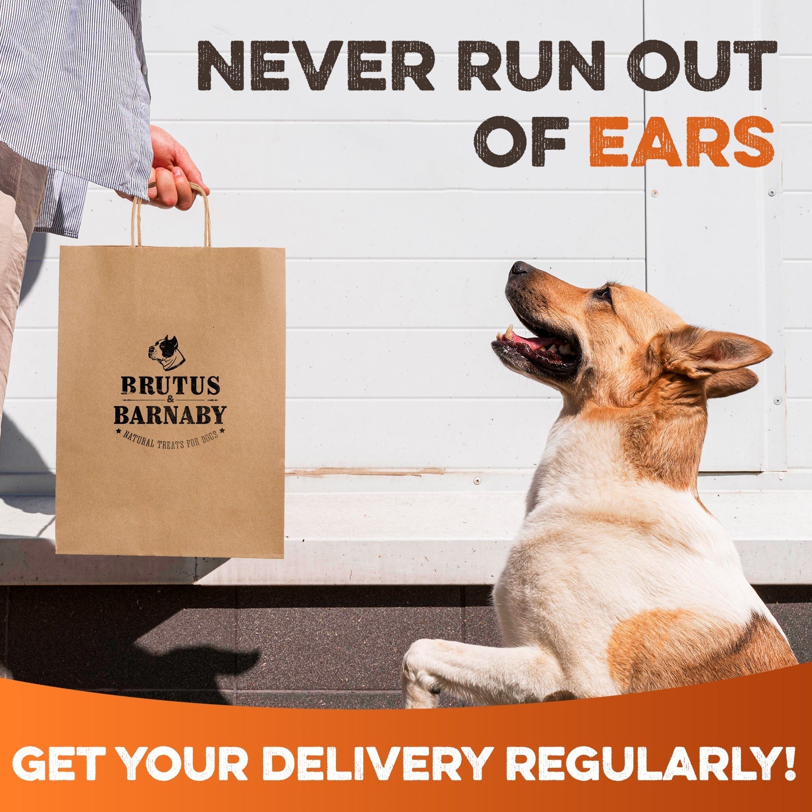 Happy dog looking at Brutus & Barnaby treat bag with 'Never Run Out of Ears' text, promoting regular delivery of natural dog chews.