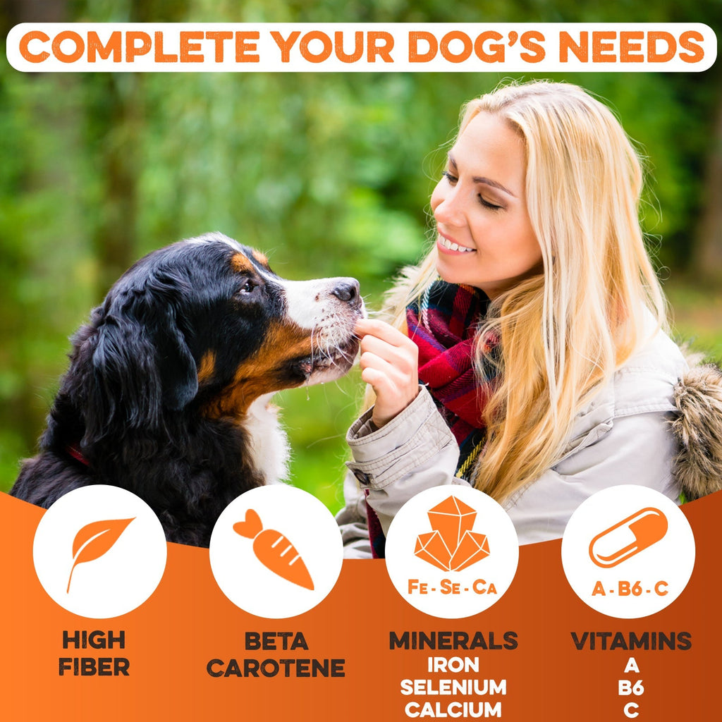 Woman feeding Bernese Mountain Dog all-natural treat with high fiber, beta carotene, minerals, and vitamins