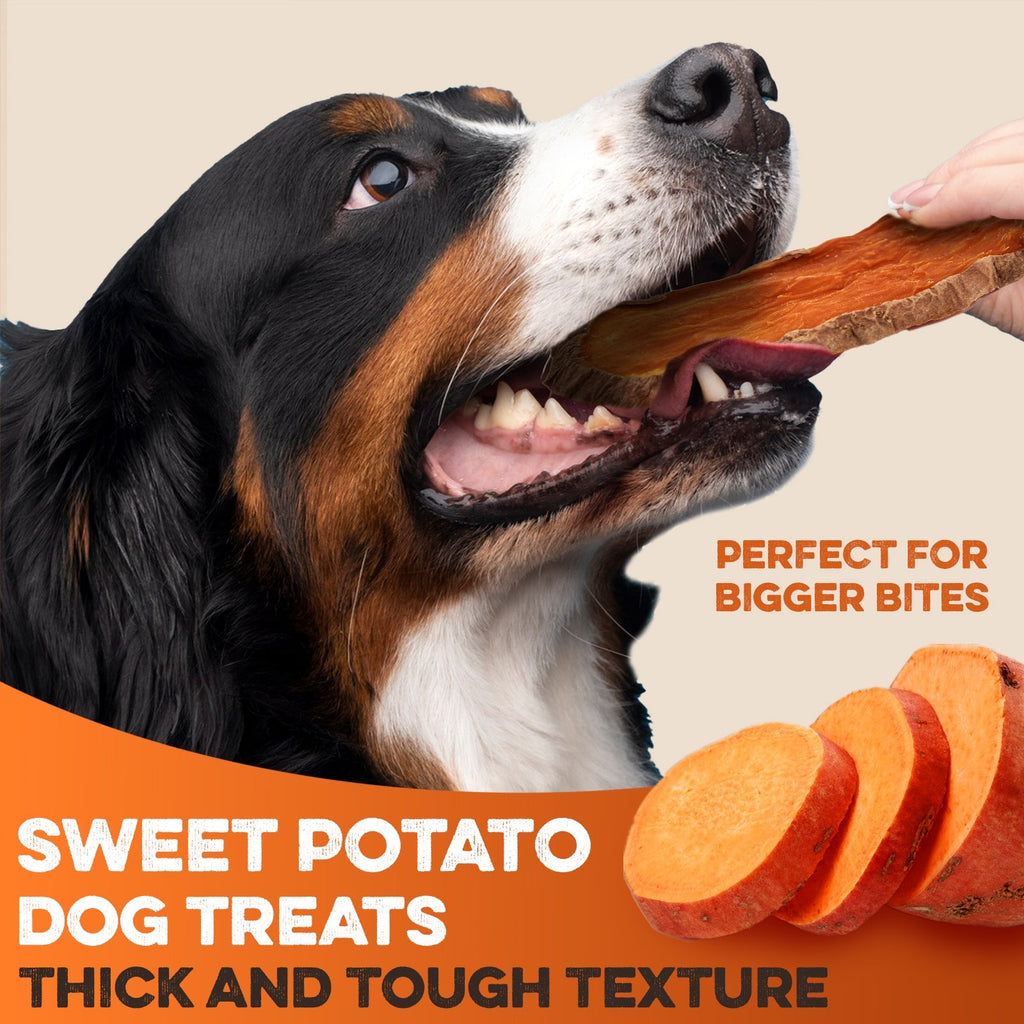 Dog enjoying thick sweet potato dog treat, perfect for bigger bites and tough chewing