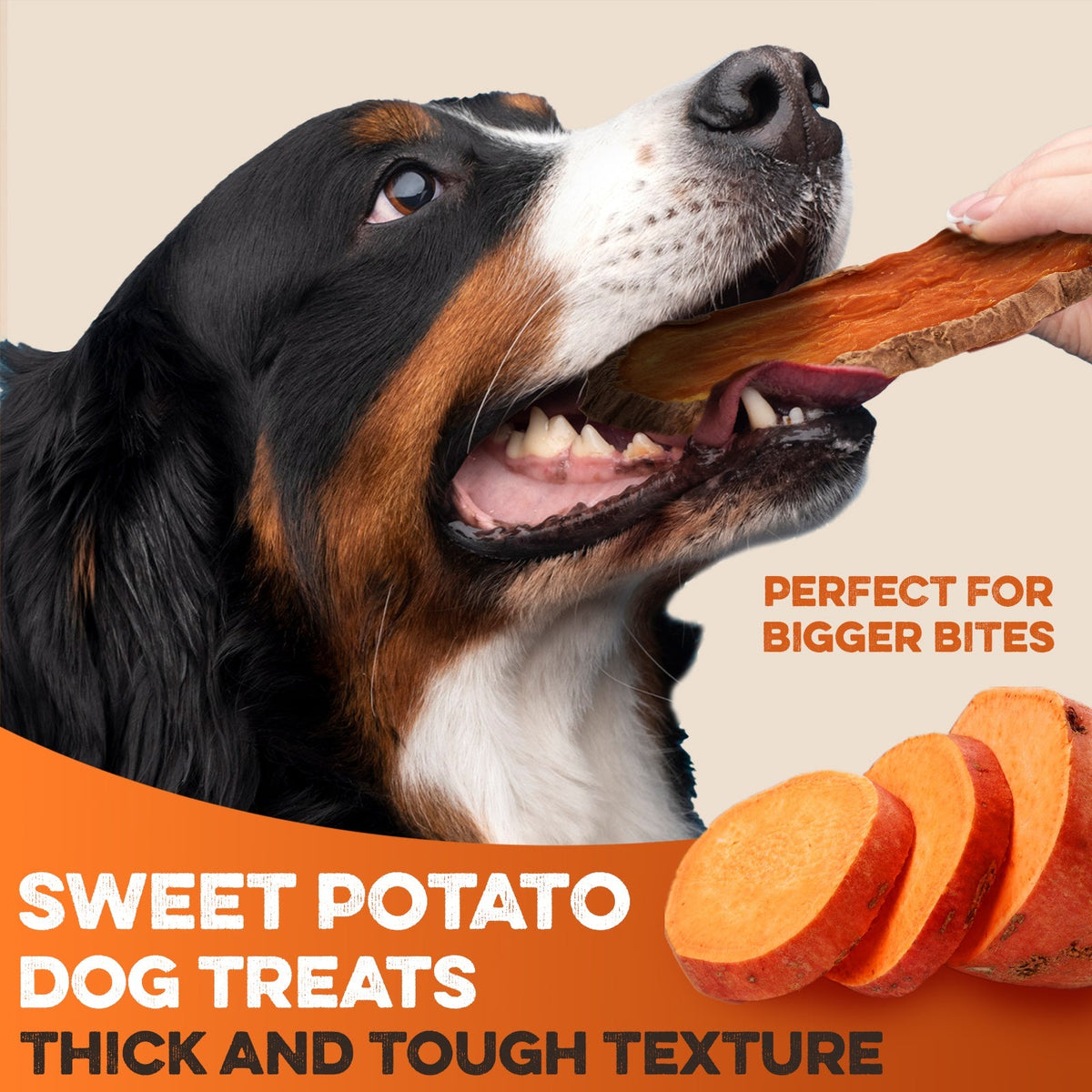 Dog enjoying thick sweet potato dog treat, perfect for bigger bites and tough chewing