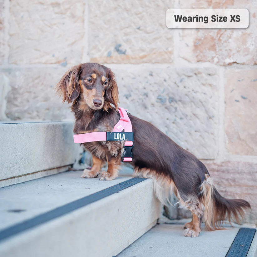 Adjustable Grab-Handle Dog Harness product image 14